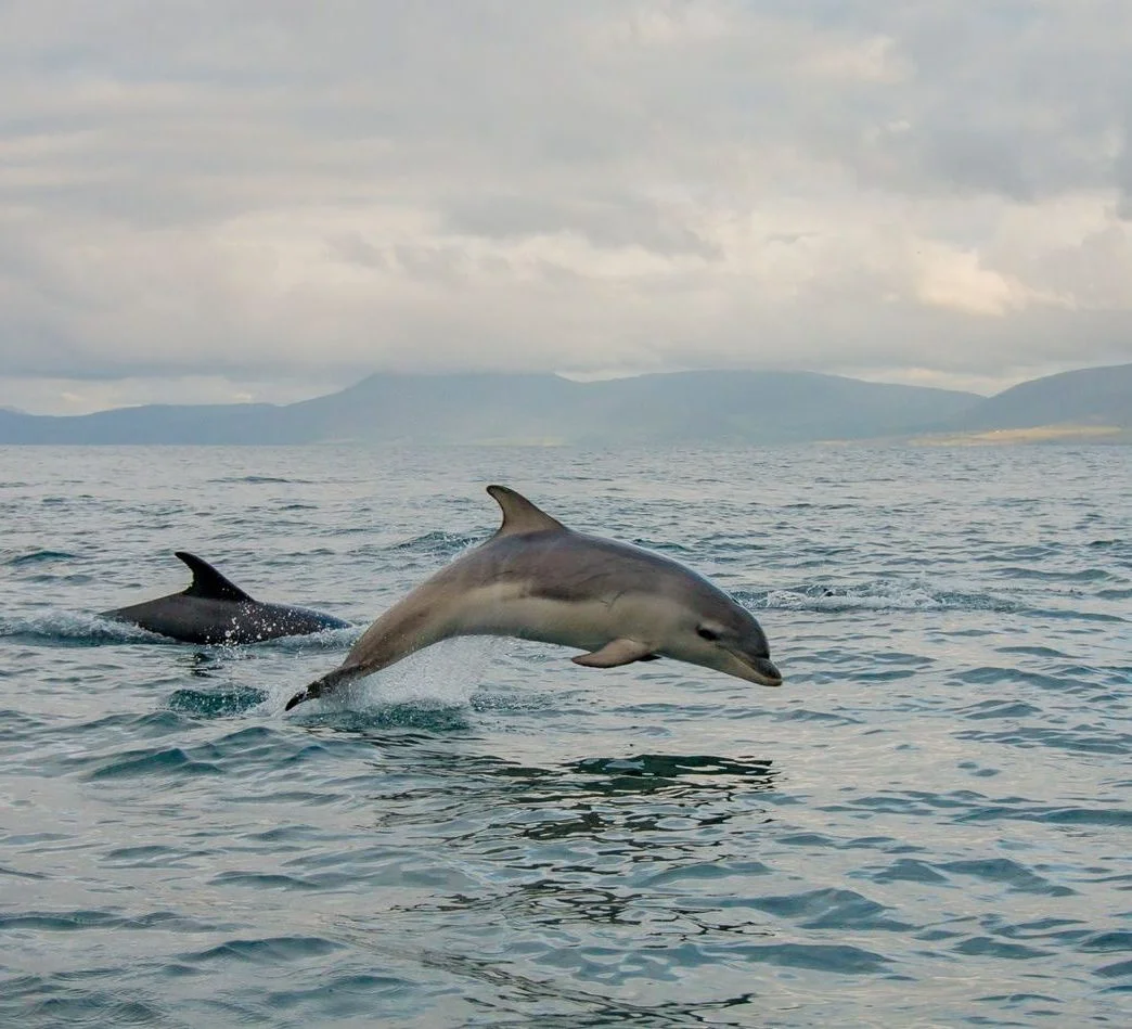 Two dolphins side by side in the Atlantic ocean, one jumping out of the water, with mountain views in the background.