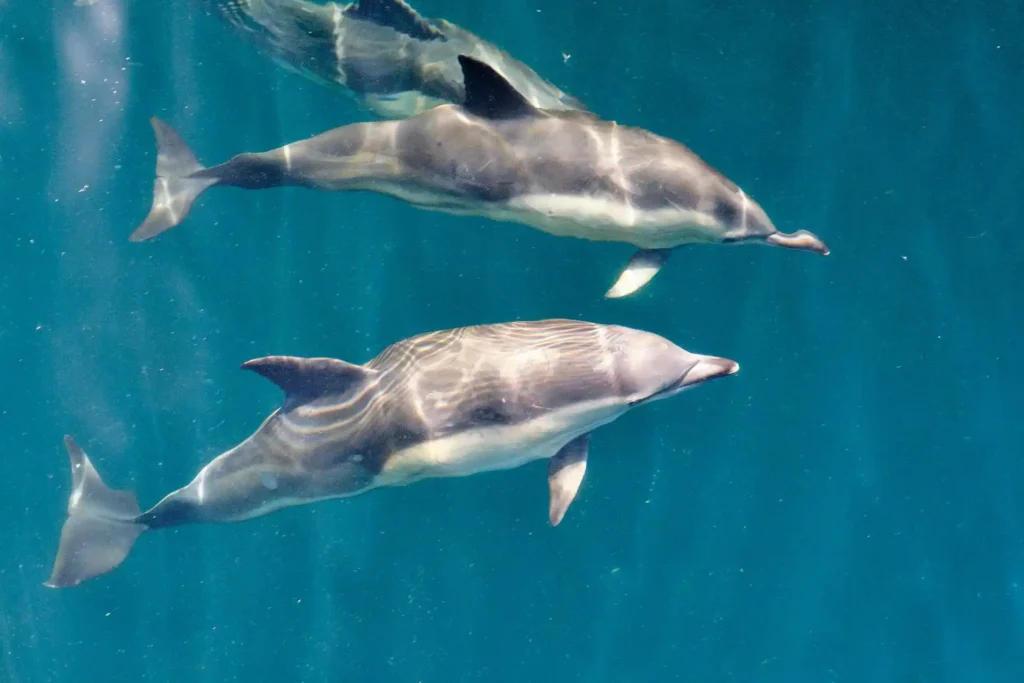 Dolphins in Dingle
