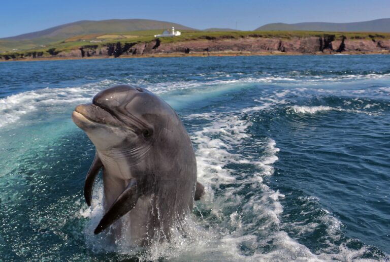 Fungie the Dingle Dolphin