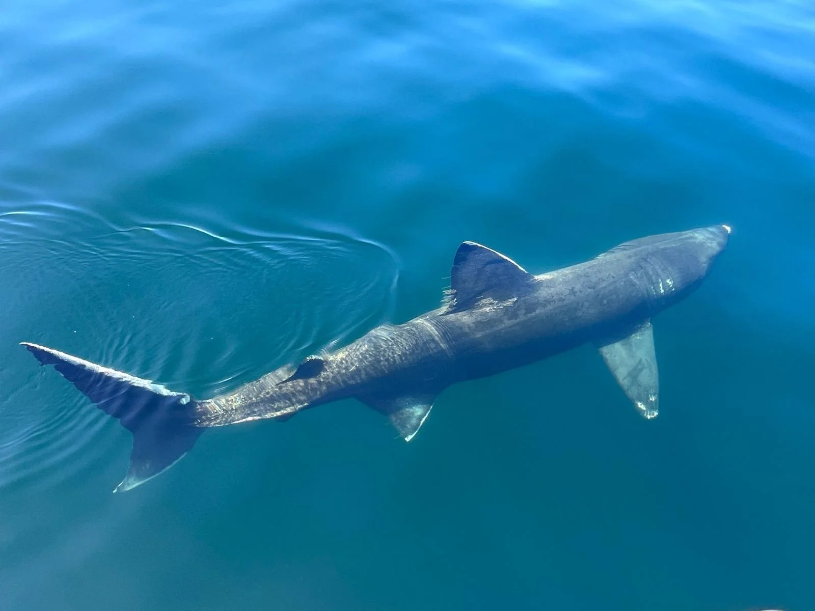 A basking shark swims near the surface of clear blue water, with its dorsal and tail fins visible above and below the surface.