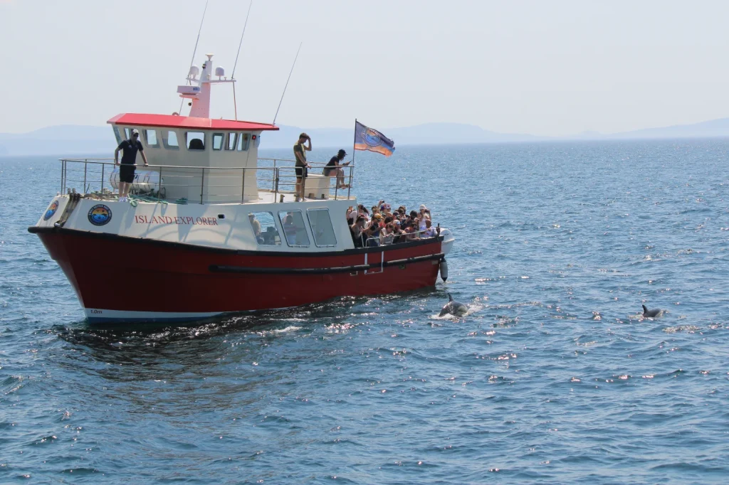 A red and white tour boat named Island Explorer, with passengers observing dolphins swimming nearby in the open Irish sea on a clear day.