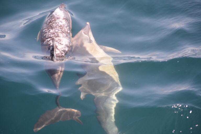Dingle Bay Wildlife Update: What We’ve Been Seeing in July 2026