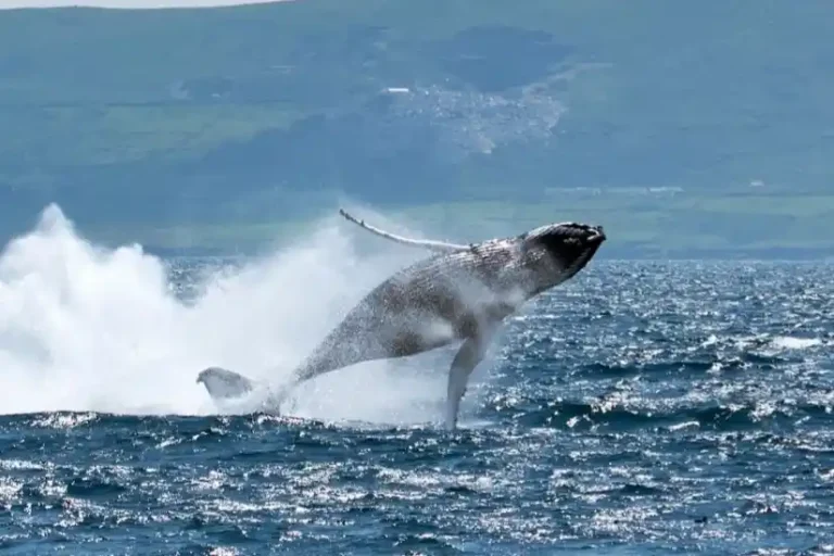 Whale Watching in Dingle: When Giants Visit the Atlantic 