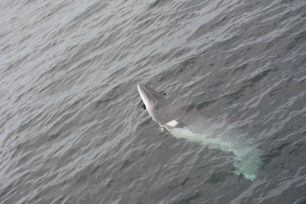 Dingle Bay wildlife update with minke whale feeding