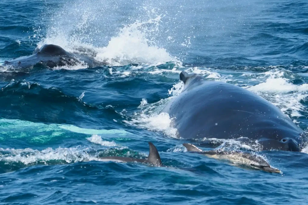 Whale Watching in Dingle