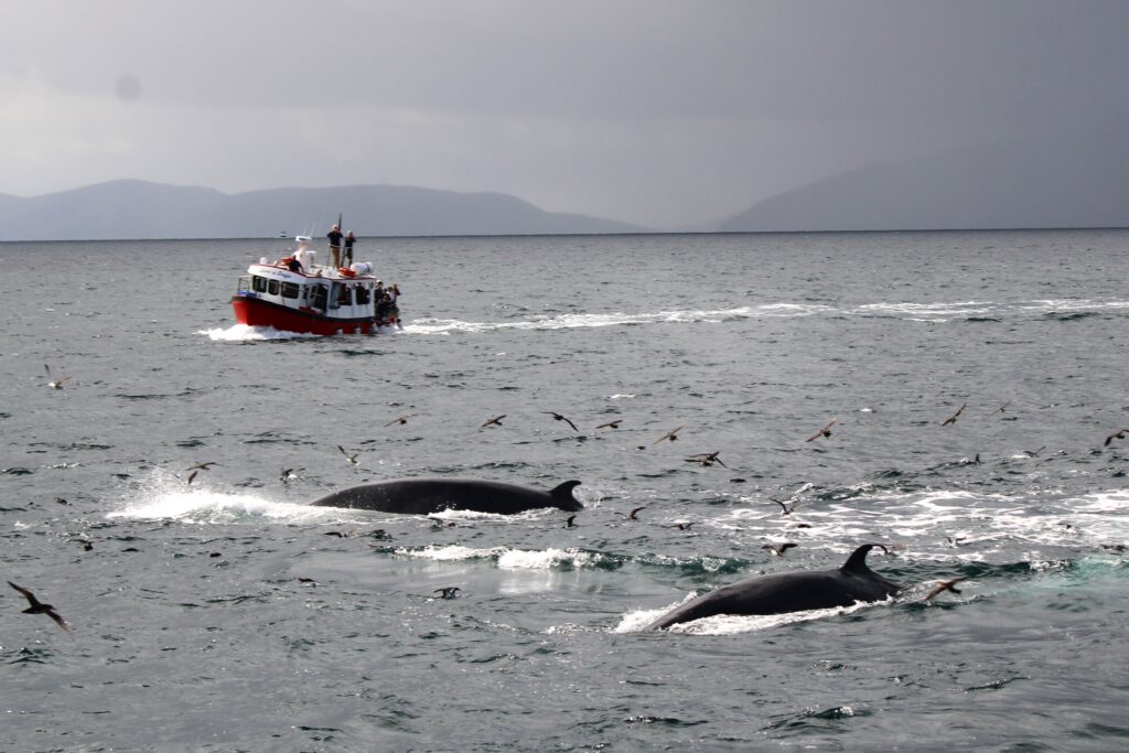 Minke whales in Dingle