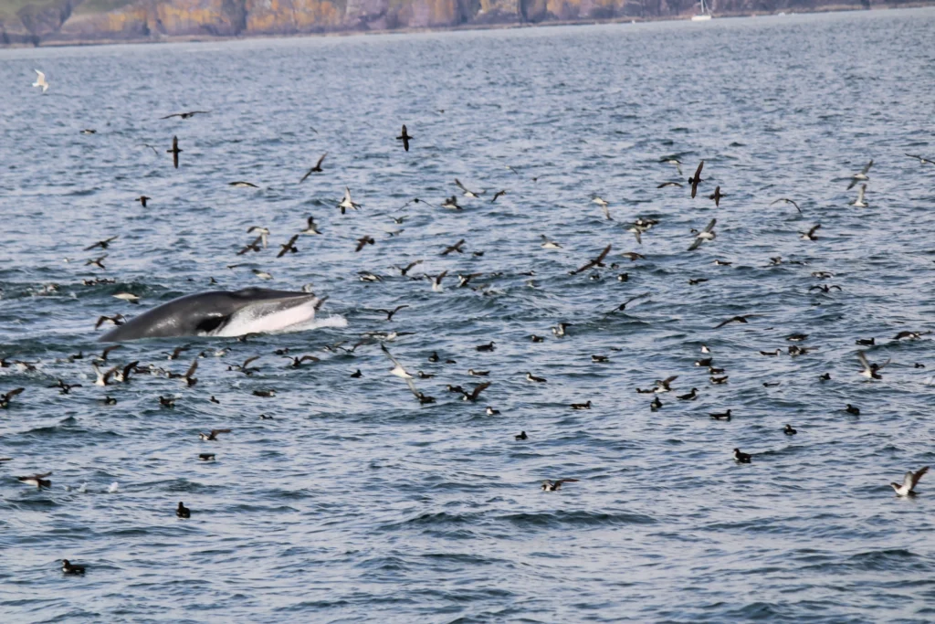 Minke whales in Dingle Bay