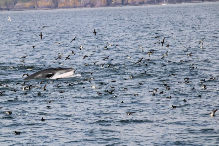 Minke whales in Dingle Bay