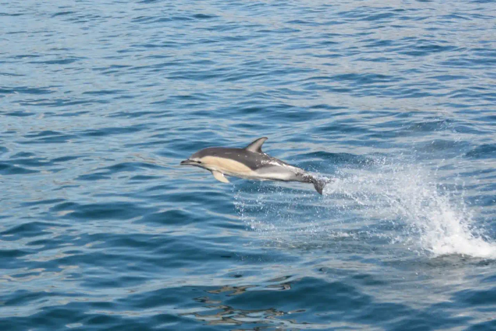 September Wildlife in Dingle Bay
