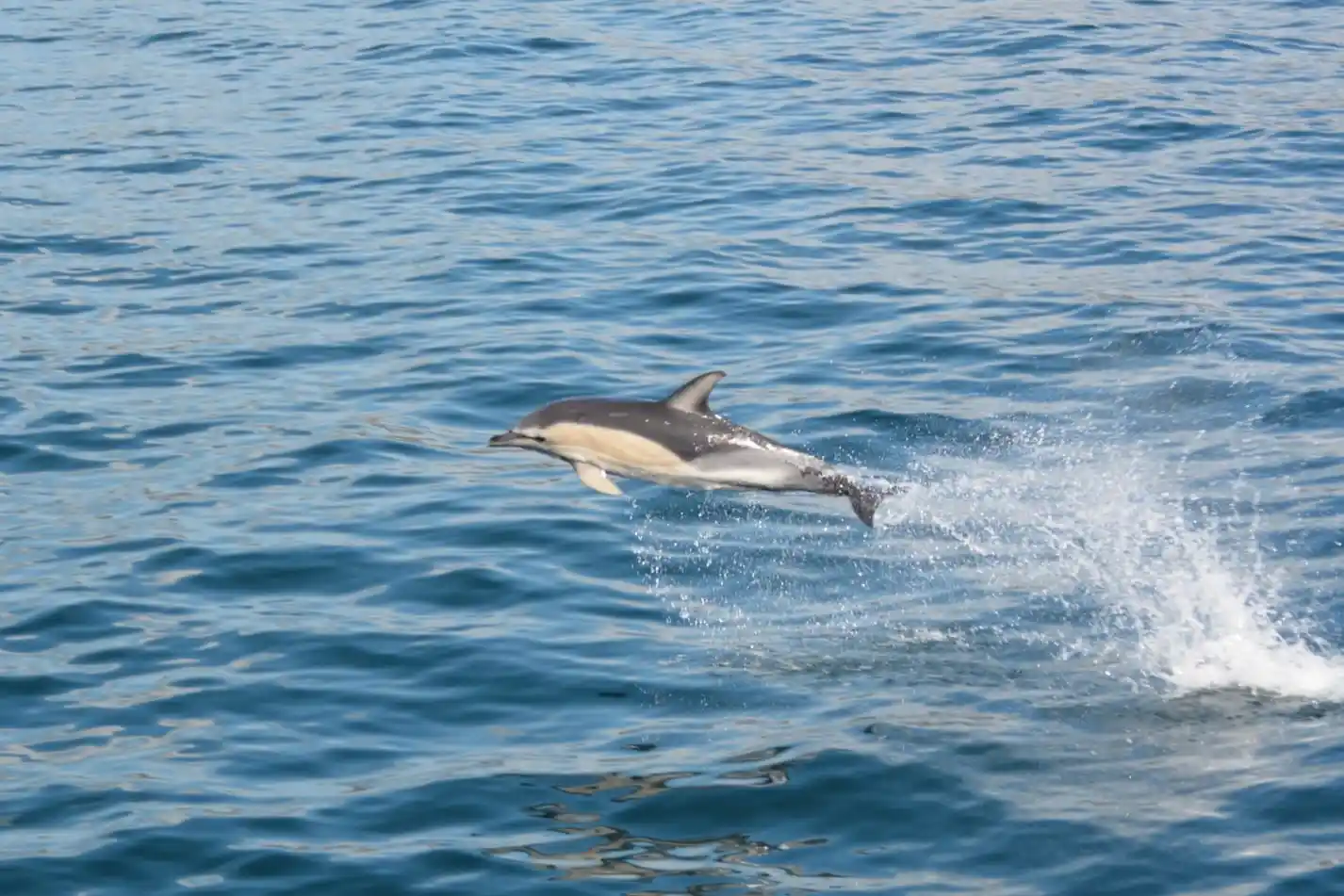 September Wildlife in Dingle Bay