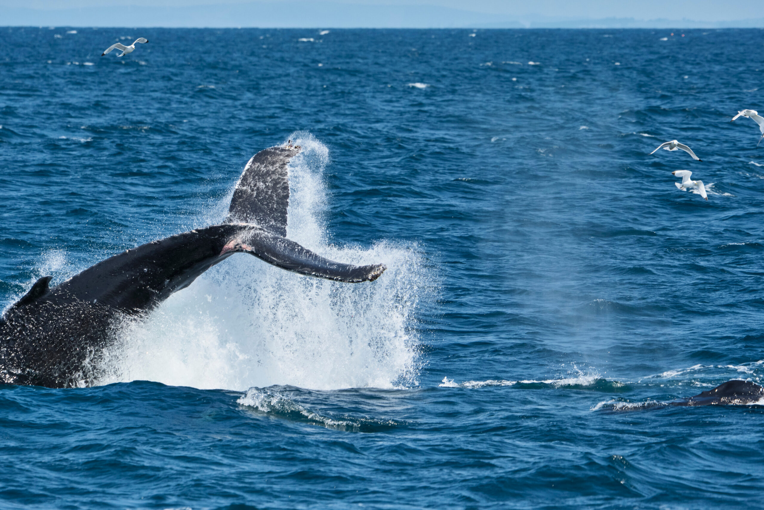 Whale in Dingle Ding Dolphin Boat Tours