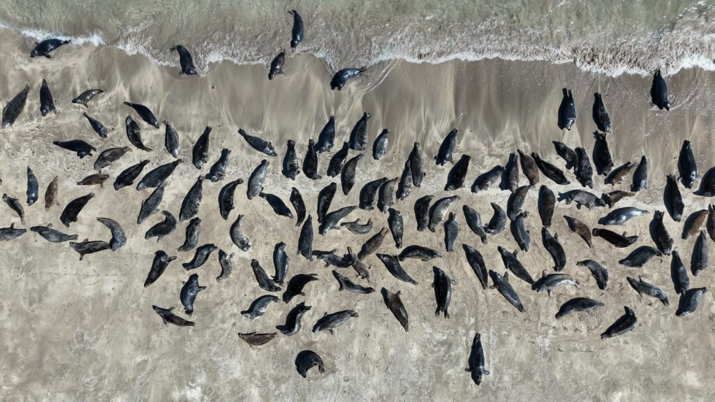 Photo of seals on the blasket island taken from Dingle Dolphin Boat Tours