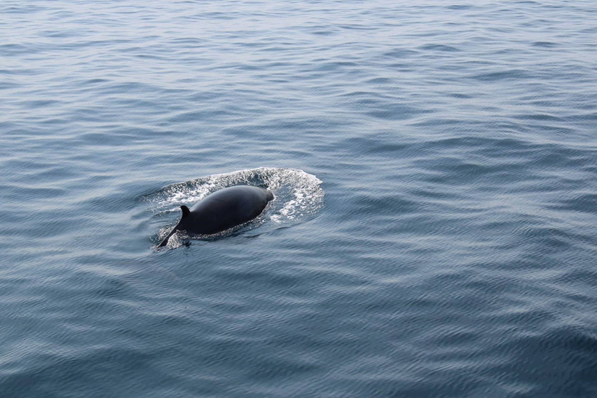  Dingle Dolphin Wildlife Tour