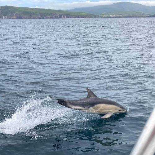 Dingle Dolphin Boat Tours - Common dolphin