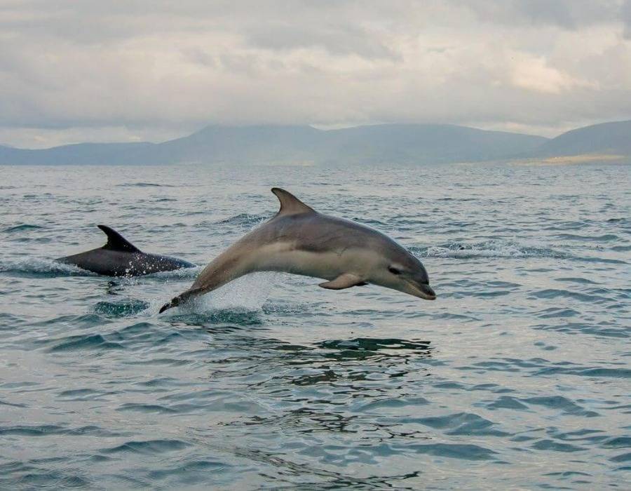  Dingle Dolphin Wildlife Tour