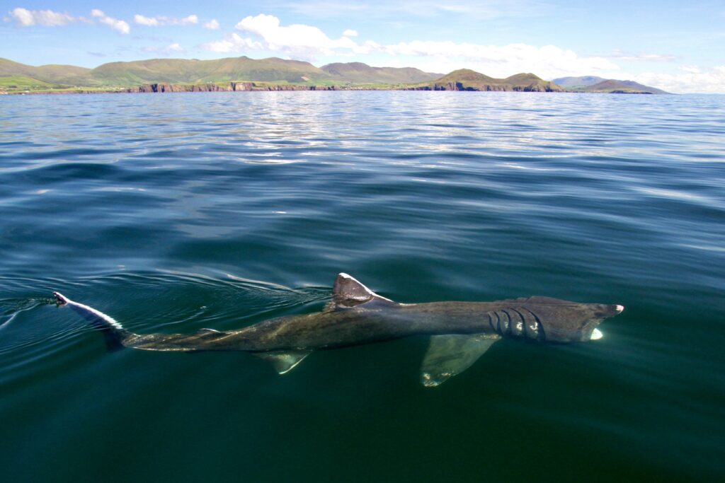 Basking sharks in Dingle